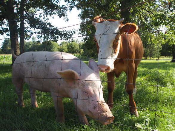 M bioserviceS | OIE Develops Global Animal Welfare Strategy M bioserviceS | OIE Develops Global Animal Welfare Strategy